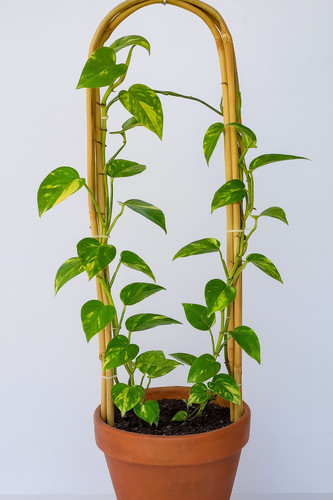 Set bamboo plant support - of,